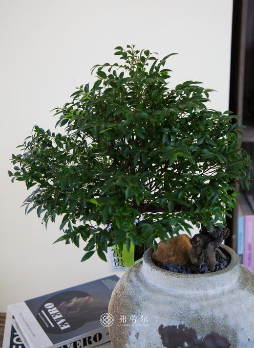 提根紫檀 商品图1