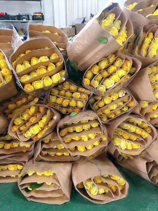 秒杀----金枝玉叶玫瑰 商品图6