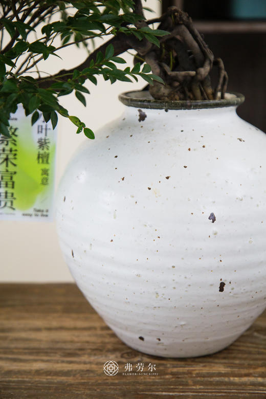 提根紫檀 商品图2