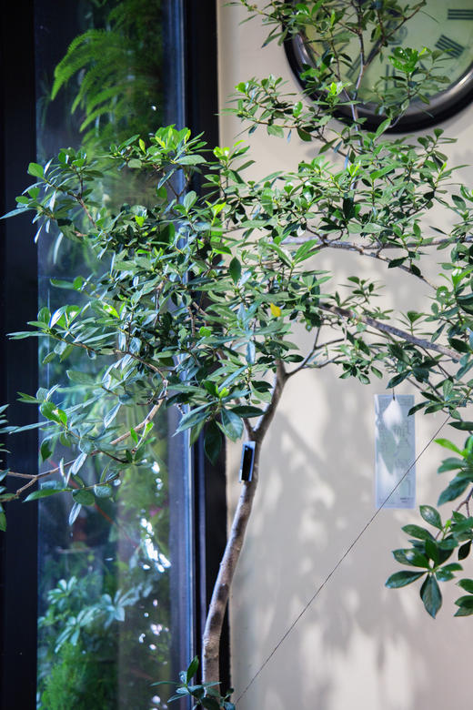 落地海岛栀子花 商品图3