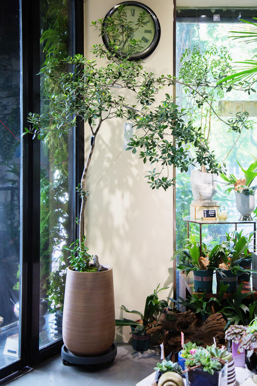 落地海岛栀子花 商品图0