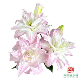 百合-莲花春天 5枝一扎