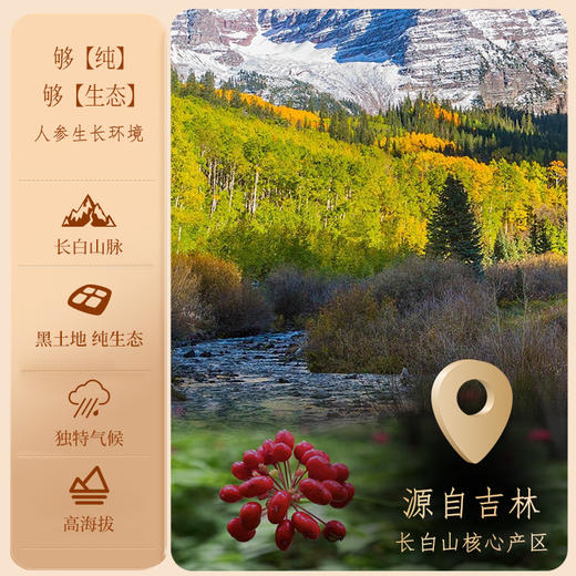 康美新开河 单支红参20g/30g中药饮片 整支盒装 长白山大支主根 商品图2