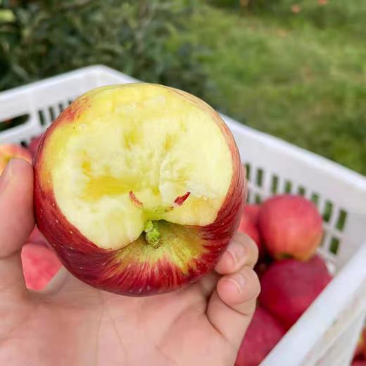 【云南昭通红露苹果】顺丰到家 色泽如玫瑰般鲜艳 果型饱满 口感爽脆可口 接近纯甜 口感细腻 当季红富士 4种规格任选 商品图7