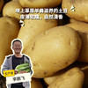 生态羊粪土豆 | 合作生产* Eco- potato | Coproduction 商品缩略图0