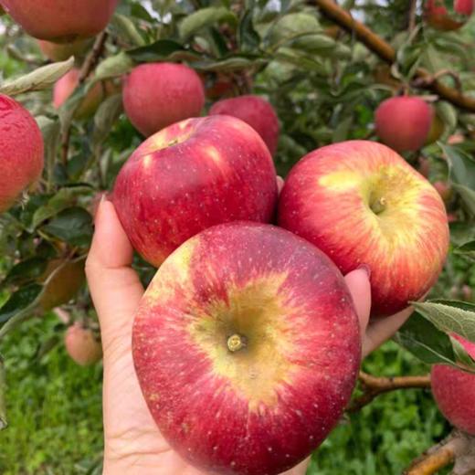 【云南昭通红露苹果】顺丰到家 色泽如玫瑰般鲜艳 果型饱满 口感爽脆可口 接近纯甜 口感细腻 当季红富士 4种规格任选 商品图6