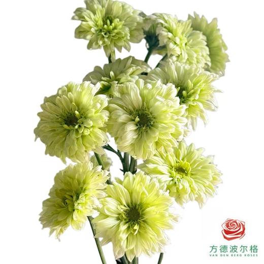 市场小菊 翠羽 商品图1