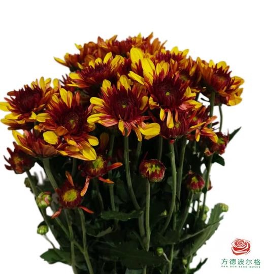 市场小菊-波多利橙 商品图1