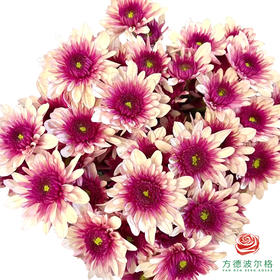 市场小菊 -波多利粉 10枝一扎