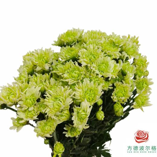 市场小菊 翠羽 商品图2