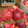 【云南昭通红露苹果】顺丰到家 色泽如玫瑰般鲜艳 果型饱满 口感爽脆可口 接近纯甜 口感细腻 当季红富士 4种规格任选 商品缩略图8