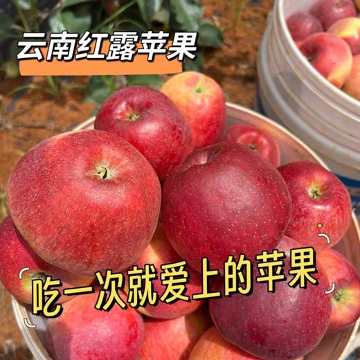 【云南昭通红露苹果】顺丰到家 色泽如玫瑰般鲜艳 果型饱满 口感爽脆可口 接近纯甜 口感细腻 当季红富士 4种规格任选 商品图8