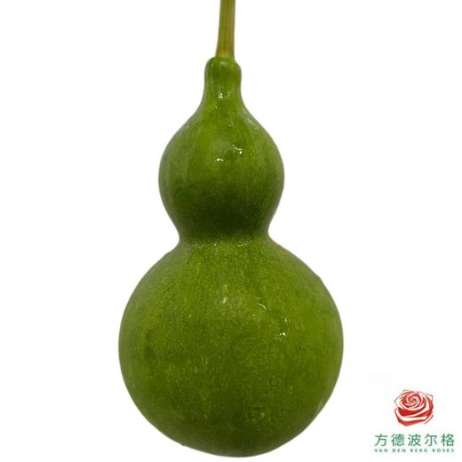 葫芦 商品图0