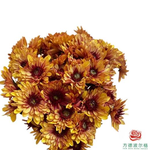 市场小菊-波多利橙 商品图0