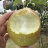 【快递停发，2月26日陆续发货】【严选】山东多彩魅梨 新鲜皮薄多汁媚梨7号香梨 商品缩略图2