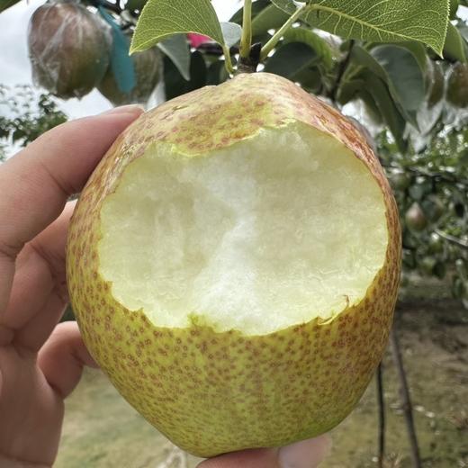 【快递停发，2月26日陆续发货】【严选】山东多彩魅梨 新鲜皮薄多汁媚梨7号香梨 商品图2