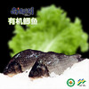 南都湖 有机鲫鱼  500g/袋 （去鳞、腮、内脏）每份2-4条） 江浙沪皖配送 商品缩略图5