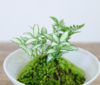 碟盆盆栽 商品缩略图2