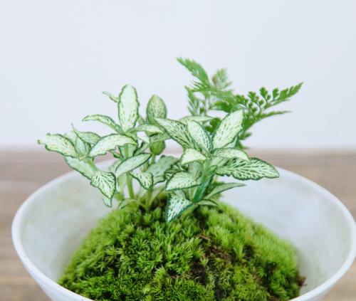 碟盆盆栽 商品图2