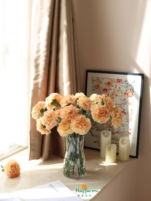 单头康乃馨-橙色（20支/束） （仅配送主城区，每周一和周四截单，周二周五发货，次日物业中心自提  ） 商品图1