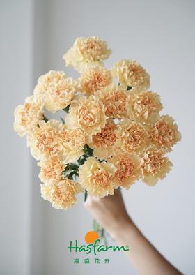 单头康乃馨-橙色（20支/束） （仅配送主城区，每周一和周四截单，周二周五发货，次日物业中心自提  ）