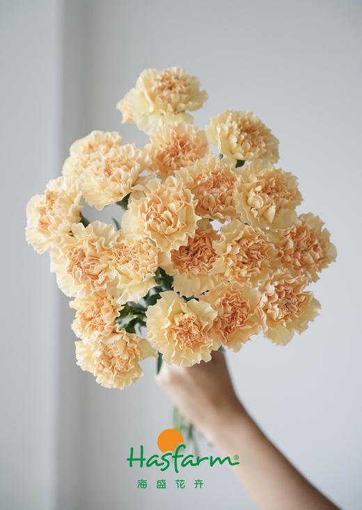 单头康乃馨-橙色（20支/束） （仅配送主城区，每周一和周四截单，周二周五发货，次日物业中心自提  ） 商品图0