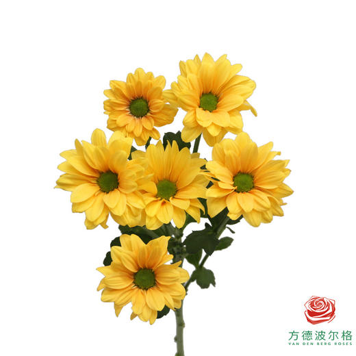 VDB多头小菊-香槟贝贝 商品图1