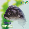南都湖 有机鲫鱼  500g/袋 （去鳞、腮、内脏）每份2-4条） 江浙沪皖配送 商品缩略图4