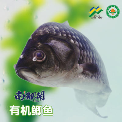南都湖 有机鲫鱼  500g/袋 （去鳞、腮、内脏）每份2-4条） 江浙沪皖配送 商品图4
