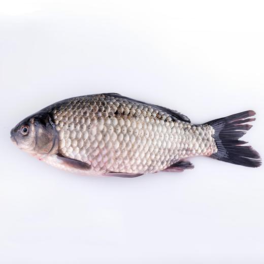 南都湖 有机鲫鱼  500g/袋 （去鳞、腮、内脏）每份2-4条） 江浙沪皖配送 商品图0