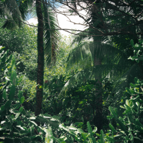 【 会员福利 】丛林童话 沙龙香水 2ml体验装