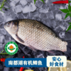 南都湖 有机鲫鱼  500g/袋 （去鳞、腮、内脏）每份2-4条） 江浙沪皖配送 商品缩略图1