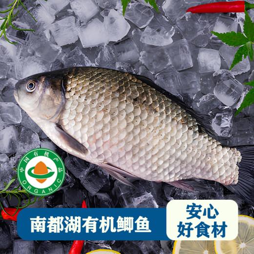 南都湖 有机鲫鱼  500g/袋 （去鳞、腮、内脏）每份2-4条） 江浙沪皖配送 商品图1