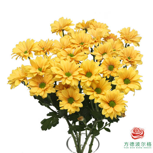 VDB多头小菊-香槟贝贝 商品图0