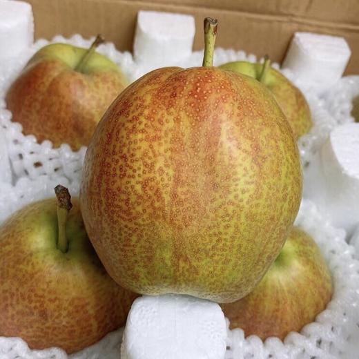 【快递停发，2月26日陆续发货】【严选】山东多彩魅梨 新鲜皮薄多汁媚梨7号香梨 商品图1