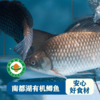 南都湖 有机鲫鱼  500g/袋 （去鳞、腮、内脏）每份2-4条） 江浙沪皖配送 商品缩略图3