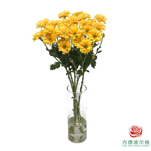 VDB多头小菊-香槟贝贝 商品图2