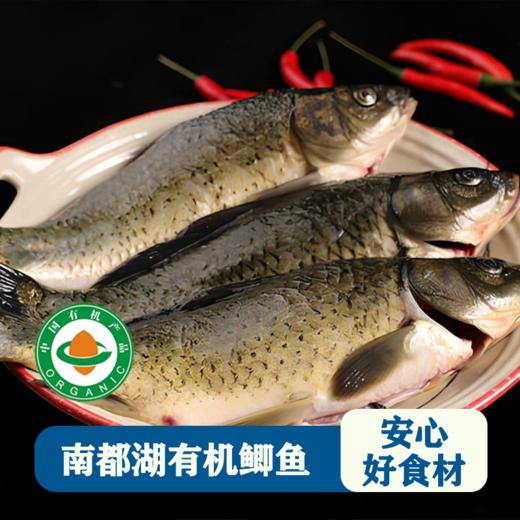 南都湖 有机鲫鱼  500g/袋 （去鳞、腮、内脏）每份2-4条） 江浙沪皖配送 商品图2