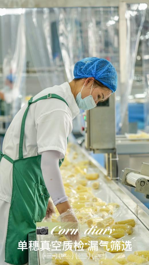 麦秀年早安大苞米头茬东北新鲜黄糯玉米轻负担非转基因 商品图5