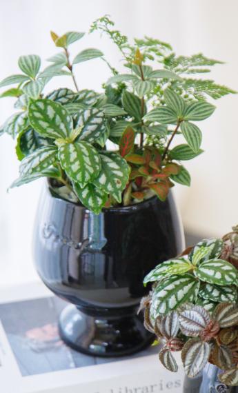 组合盆栽 商品图2