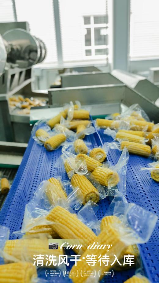 麦秀年早安大苞米头茬东北新鲜黄糯玉米轻负担非转基因 商品图8