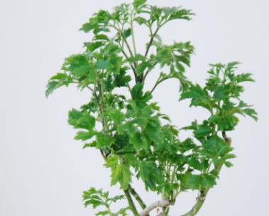 芹叶福绿桐 商品图1