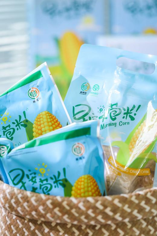 麦秀年早安大苞米头茬东北新鲜黄糯玉米轻负担非转基因 商品图1