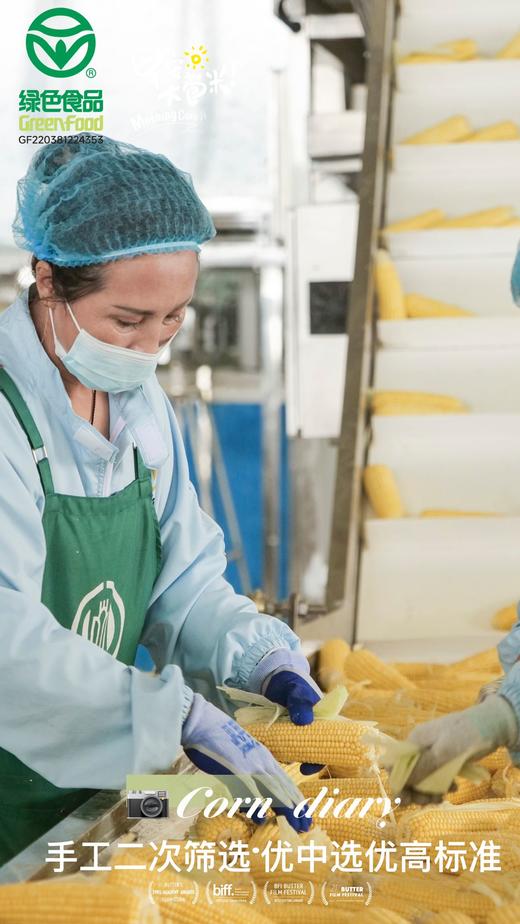 麦秀年早安大苞米头茬东北新鲜黄糯玉米轻负担非转基因 商品图2