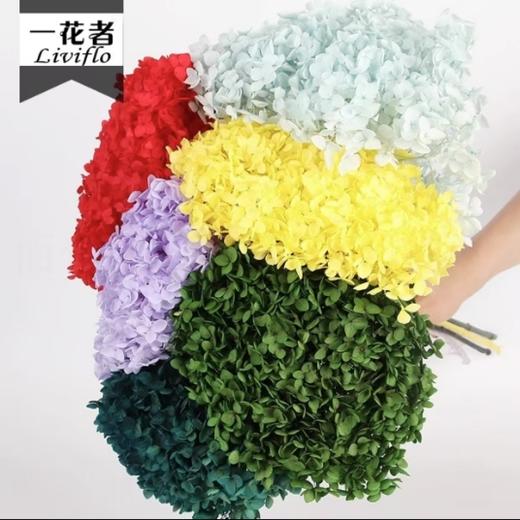 永生安娜绣球 商品图2