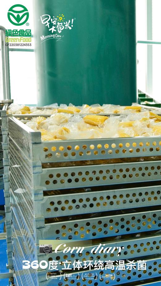 麦秀年早安大苞米头茬东北新鲜黄糯玉米轻负担非转基因 商品图7