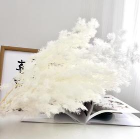 永生蓬莱松（100g）