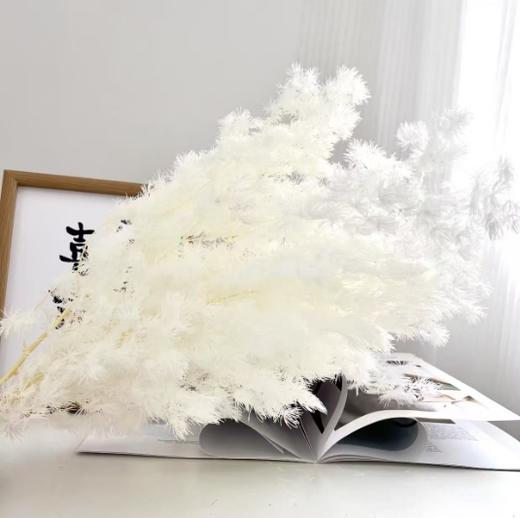 永生蓬莱松（100g） 商品图0