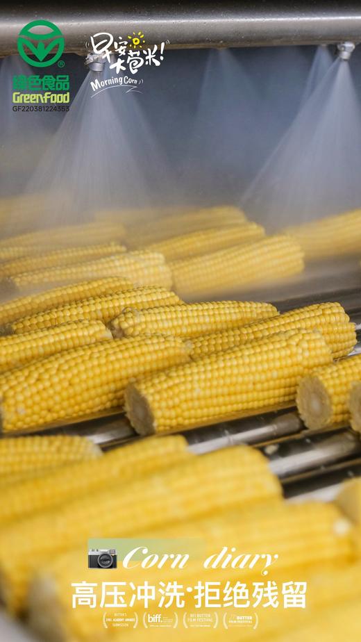 麦秀年早安大苞米头茬东北新鲜黄糯玉米轻负担非转基因 商品图3