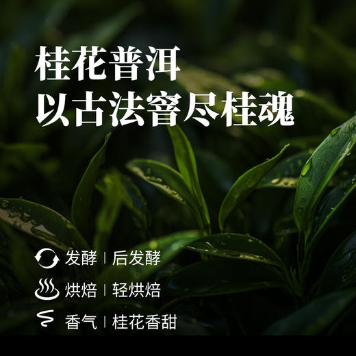 桂花普洱茶100g 商品图2